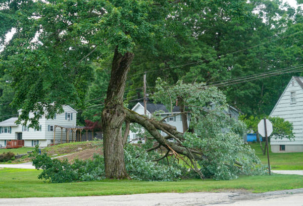 Best Commercial Tree Services  in Kean University, NJ